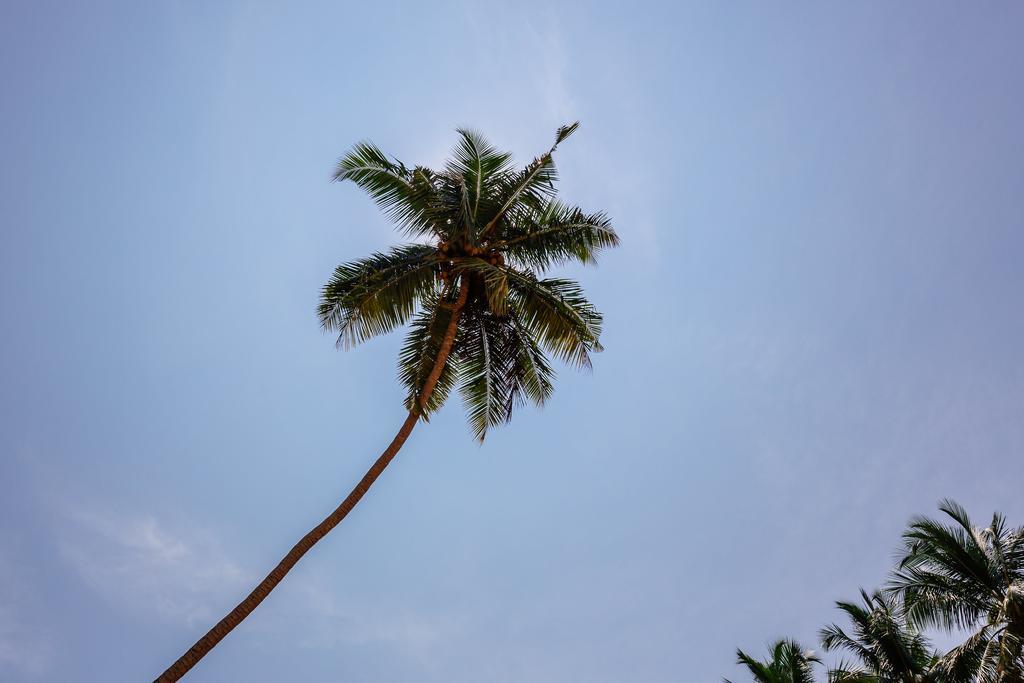Blue Parrot Beach Villa Ambalangoda  Kültér fotó